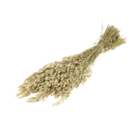 F.SECA, Bromus secalinus verd natural CRAFT