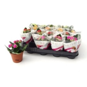 KALANCHOE  M 7 mini flor doble CALANDIVA