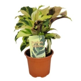 CALATHEA  M10 FUSION YELLOW