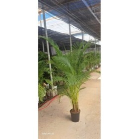 ARECA  M25 H160-170 Sr.