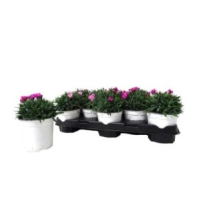 DIANTHUS PEMAN M13