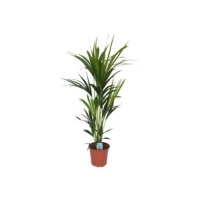 KENTIA  M17-100cm. Ca.