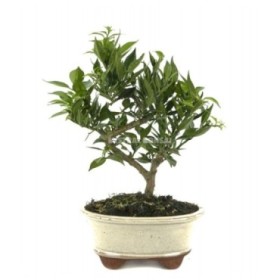 BONSÁI  7 ANYS CITRUS MYRTIFOLIA ZP-b2