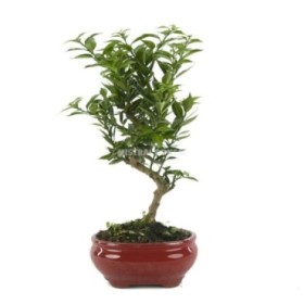 BONSÁI  8 ANYS CITRUS MYRTIFOLIA ZP-b2