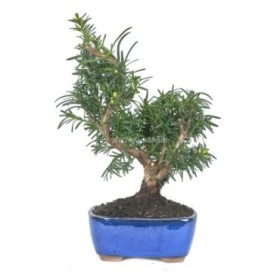 BONSAI 7 AÑOS TAXUS MEDIA