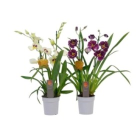 MILTONIA  M12-50cm. orquidia 2 varas