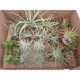 TILLANDSIA SUELTA per enganxar, PETITA