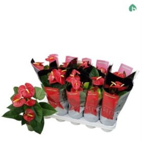 ANTHURIUM  M12 ROYAL red