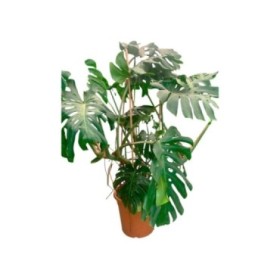 MONSTERA DELICIOSA  M30-150cm. 2 ARCOS