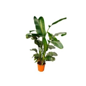 STRELITZIA AUGUSTA  M35-180cm  4 plantas