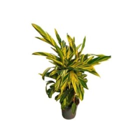 ALPINIA VARIEGATA M32