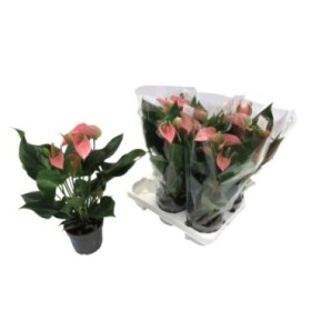 ANTHURIUM  M12 JOLY PINK