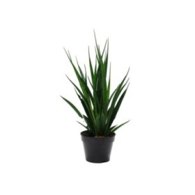 SANSEVIERIA  M15- 45cm. KIRKII FRIENDS