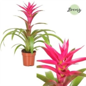 GUZMANIA  M12 VOILA