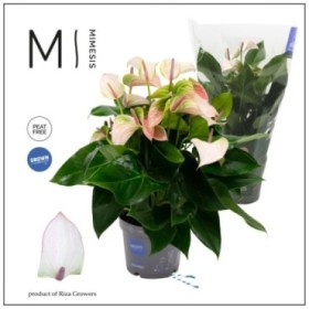 ANTHURIUM  M17 JOLI PULSE