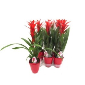 GUZMANIA  M13  OSTARA CERAMICA M14 60cm.