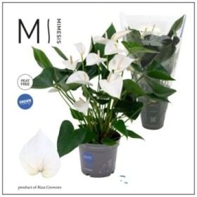 ANTHURIUM  M17 KARMA WHITE