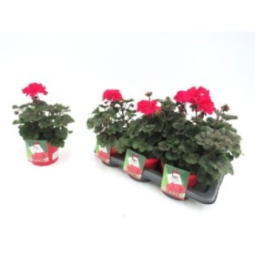 PELARGONIUM TUMBAO M17