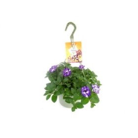 PETUNIA CONSTELLATION T23 - COLGADOR