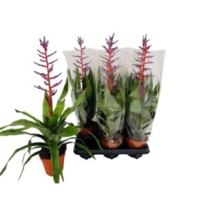 BILBERGIA BLUE RAIN M15 extra