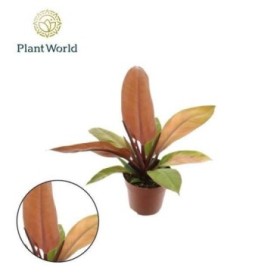 PHILODENDRON  M14 PRINCE OF ORANGE