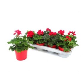 PELARGONIUM CALLIOPE RED M13