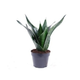 SANSEVIERIA  M14  TRIFASCIATA Grey Stripe/ Silvel