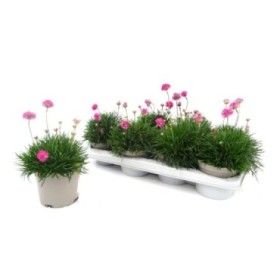 ARMERIA MARITIMA M13