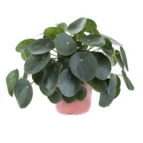 PILEA  M17 PEPEROMIOIDES