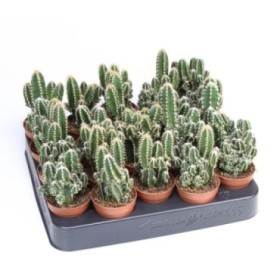 CACTUS ORDINADOR M 6 cereus peru.flori. (band.x20)