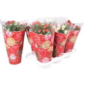 ROSAL   MINI  M17 FAVORITE MIX RESERVAS S.JORDI