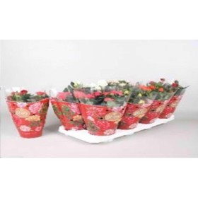 ROSAL   MINI  M13 FAVORITE MIX RESERVAS SANT JORDI