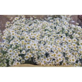 FLOR, TANA PA PURE KANILE 60cm. x5 tiges.