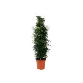 JASMINUM POLYANTHUM M20 - Piramide 90cm