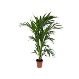 KENTIA  M18-120cm.  Sr