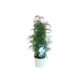 JASMINUM POLYANTHUM M14 H50 PIRAMIDE