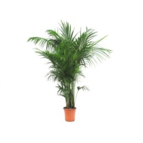 KENTIA  M32-220cm. Ca.