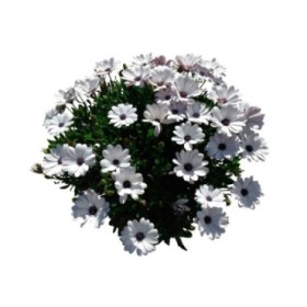 OSTEOSPERMUM ECKLONIS 10L