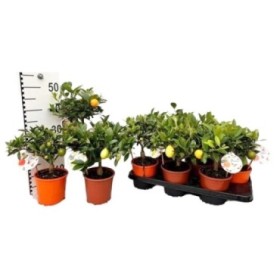 CITRUS MICROCARPA M14 H30 MIX