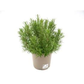 ROSMARINUS OFFICINALIS 5L