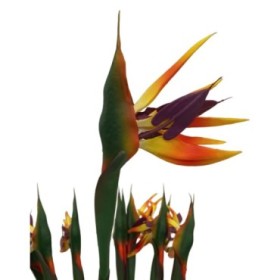 FLOR STRELITZIA 82cm. artificial