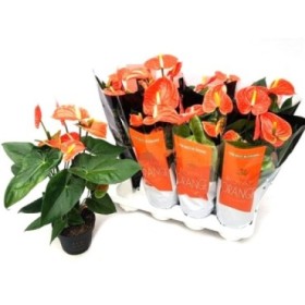 ANTHURIUM  M14 MADURAL NARANJA