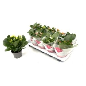 KALANCHOE  M10 mix