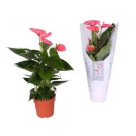 ANTHURIUM  M12 SWEET DREAM rosa