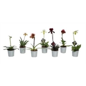 PAPHIOPEDILUM  M11 MIX