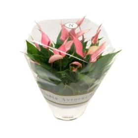 ANTHURIUM LILI TARRINA 17