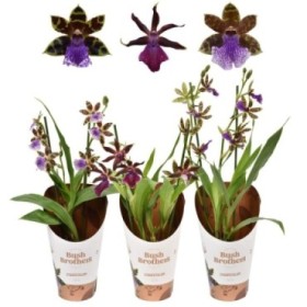 ZYGOPETALUM  M12 LOUISENDORF MIX  2 TALLOS