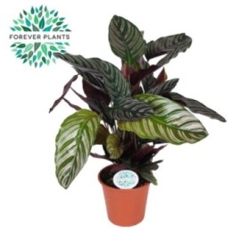 CALATHEA  M17  SANDERIANA ornata