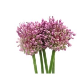 FLOR, ALLIUM 90cm. x5 tiges lila (nacional)