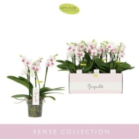 PHALAENOPSIS MULT. BOQUETTO 3-5v M12-40cm PASSIONE